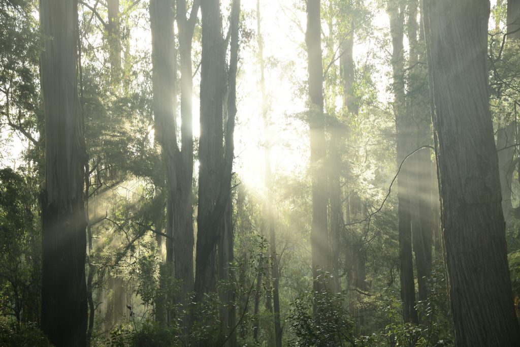 the sun is shining through the trees in the forest