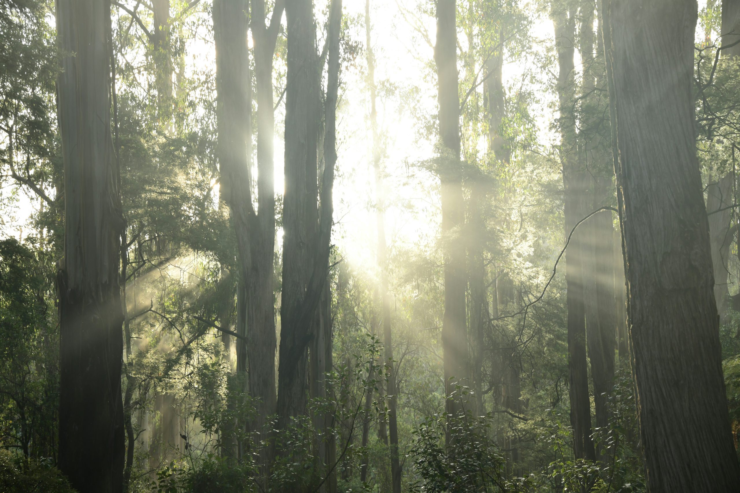 the sun is shining through the trees in the forest